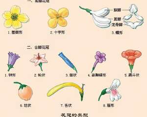 花冠