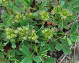 隐瓣山莓草图片