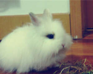 母兔吞食仔兔癖如何防治