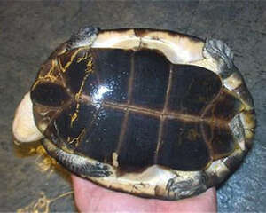 裙边龟的护理知识