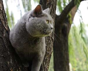 英国短毛猫该怎么样洗澡