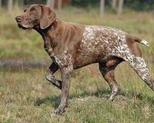 波音达猎犬的挑选标准是什么？