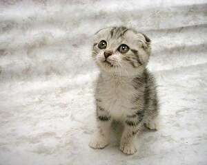 苏格兰折耳猫吃什么食物好