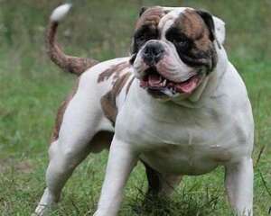 美国斗牛犬怎么样？美国斗牛犬的优缺点