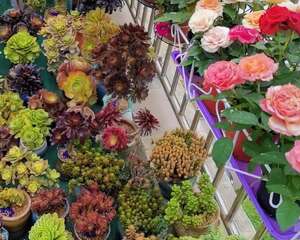 防盗窗养花，她说第一，没人敢说第二！