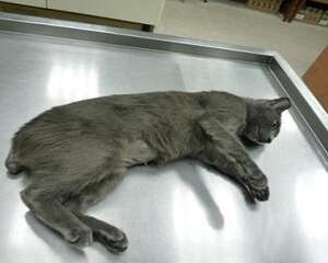 为什么会给猫咪断尾？