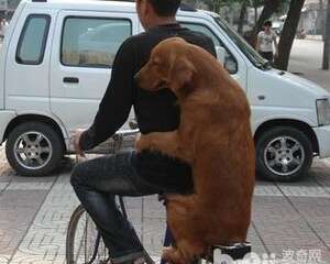 怎么训练狗狗坐自行车 狗狗坐自行车的技巧有哪些