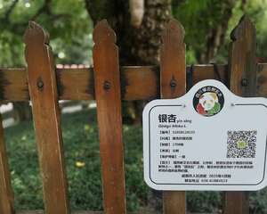 银杏什么时候黄，银杏叶变黄的原因