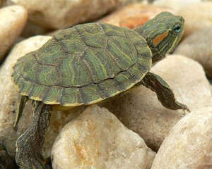 巴西龟简单易行的懒人孵蛋法