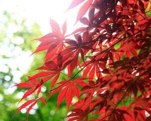 红枫盆景怎么摘叶，这样做观赏性超高！