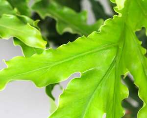 春羽什么时候换盆