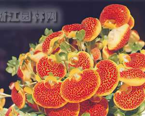 荷包花（图）
