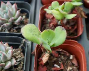 红梅几月份换盆比较好