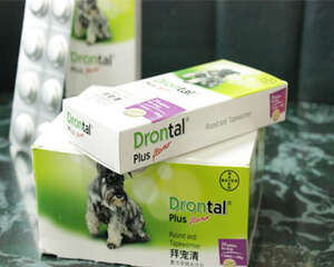 狗狗吃了驱虫药后的三种常见反应