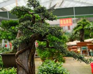 观赏植物的果实能吃吗