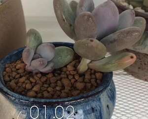 疯了：这是我见过的最爱桃美人的花友，没有之一