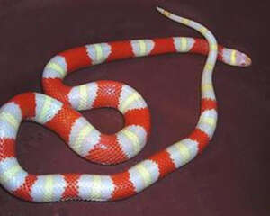 揭秘雄黄驱蛇的传说