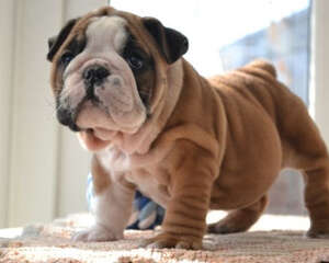 斗牛犬有何优缺点