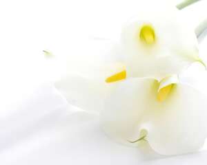 马蹄莲花语：高贵美丽