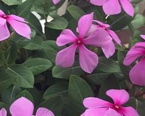长春花