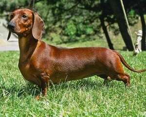 短毛腊肠犬多少钱一只？短毛腊肠犬价格分析