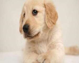 宠物寄养要注意的事项有哪些？宠物寄养常识