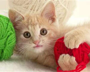 教你三步用纸箱自制猫抓板