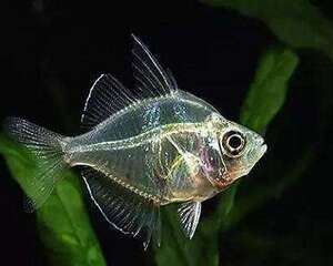 玻璃拉拉鱼该怎么饲养?