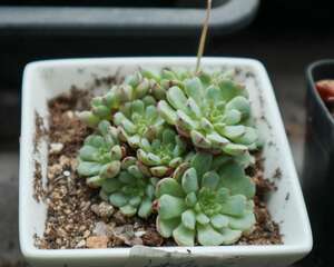 多肉植物长白色虫子怎么办