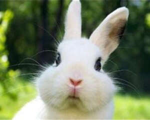 兔兔胃肠炎的症状及治疗