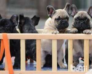 法国斗牛犬的尴尬期和爆头期是什么？