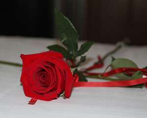 月季花的花期怎么护理