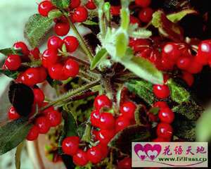 枸杞的花语：喜庆瑞祥