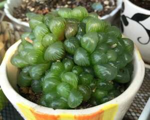 用爆盆的姬玉露证明，我不是“植物杀手”