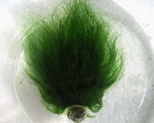 如何配制绿毛龟接种营养液