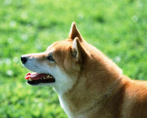 柴犬适合看家吗