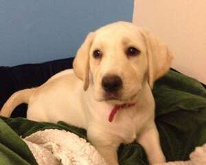 拉布拉多的睡眠习惯是怎样的