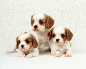 宠物犬营养代谢性疾病的调查与防治（上）