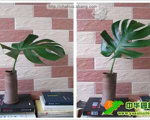 块面状叶子的加工技巧