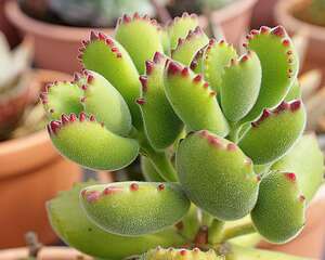 熊童子Cotyledon ladismithen