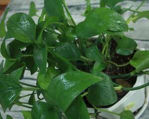绿萝叶子软了怎么回事
