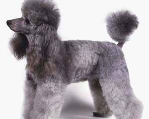 狗狗断尾的几种原因