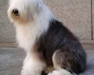 犬类睑外翻症状和治疗方法