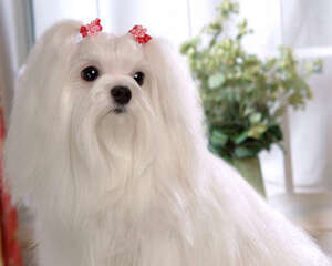 狗狗的通病有哪些