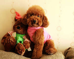 狗狗为什么不能喝酒