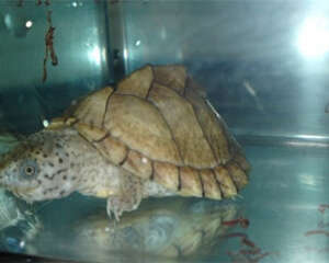 刀背麝香龟的选购及饲养方法