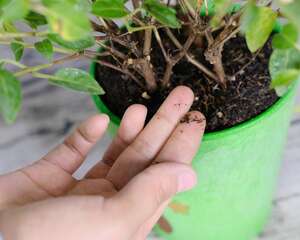 倒挂金钟能放卧室吗