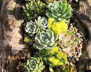 山上捡个大树桩，火烤一遍种多肉，3天服盆1年变老桩！