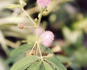 含羞草