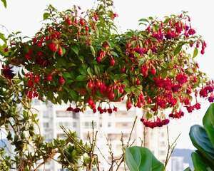 家里有这花，赶紧挂起来，长的快、开花多10倍！